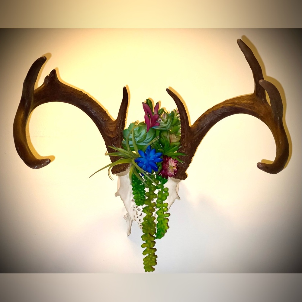 Partial carved deer skull with antlers and fake succulent accents